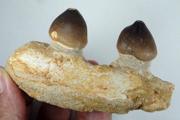 Mosasaurus - Gefossiliseerde kaak - Globidens phosphaticus, Verzamelen, Mineralen en Fossielen