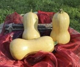 Butternut Granite F1 flespompoen, Nieuw