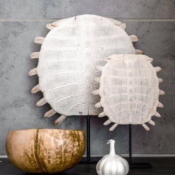 PAS DE PRIX DE RÉSERVE - Époustouflante carapace de tortue à