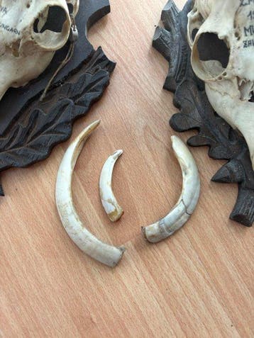 Ree Slagtand - Sus scrofa - 0 cm - 0 cm - 0 cm - (5)
