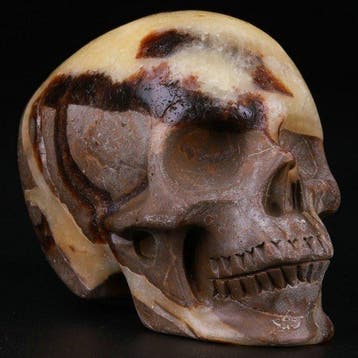 168 g 6,30 × 4,90 cm fossiel museumstuk echte draak