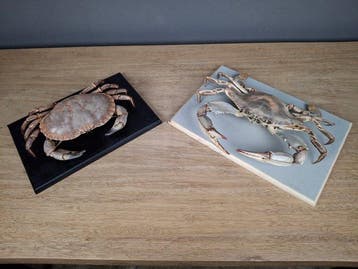 Crabe Support de corps entier pour taxidermie - Callinectes, Collections