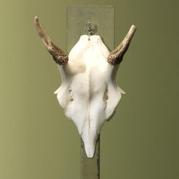 Edelhert Gewei Taxidermie Opgezette Dieren By Max, Ophalen of Verzenden, Nieuw, Wild dier, Opgezet dier