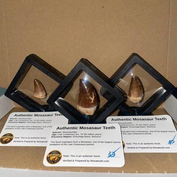 Dinosaurus Tand - Mosasaurus - 46 mm - 31 mm - 18 mm - (3)