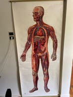 Anonymous - Deutsches Hygiene Museum Dresden - Menselijke