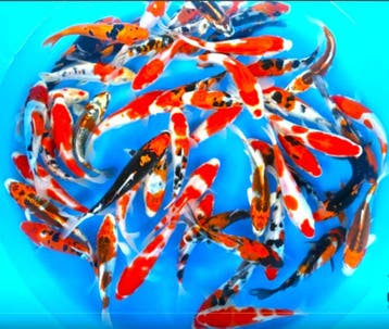 Takahashi 16-19cm (Japanse Koi), Tuin en Terras, Ophalen of Verzenden, Nieuw