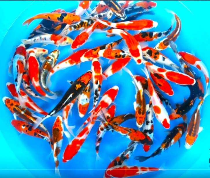 Takahashi 16-19cm (Japanse Koi), Jardin & Terrasse, Étangs, Enlèvement ou Envoi