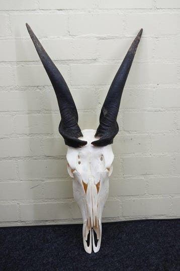 African Antelope Schedel - Common Eland - Taurotragus oryx -, Collections