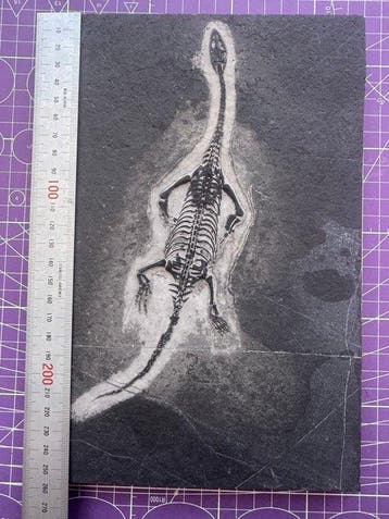 Fossiel reptiel: Keichousaurus – zeldzaam getuigenis uit het