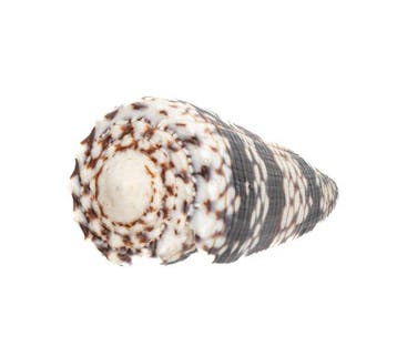 Zeldzaamheid van de Indische Oceaan: Conus zonatus (62 mm)
