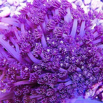 Goniopora Tenuidens Paars M (6-7 cm), Dieren en Toebehoren