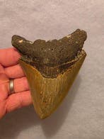 Megalodon - Fossiele tand - Carcharodon Megalodon tand 11,5