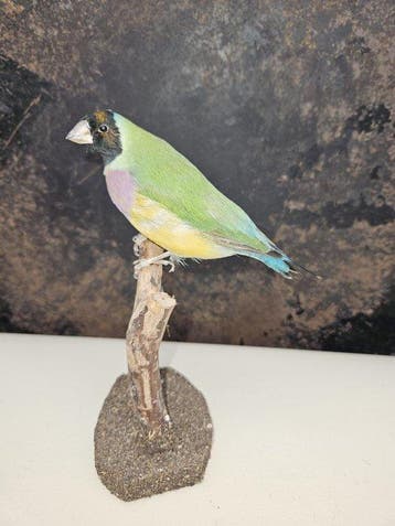 Prachtige Gould amadine Taxidermie volledige montage -