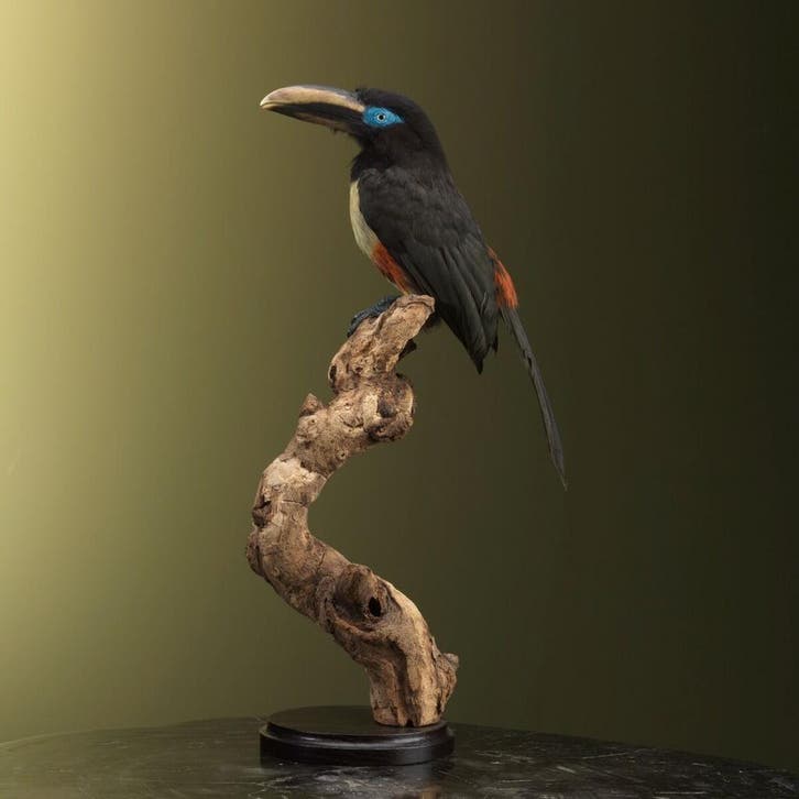 Bruinoorarassari Taxidermie Opgezette Dieren By Max, Collections, Collections Animaux, Enlèvement ou Envoi