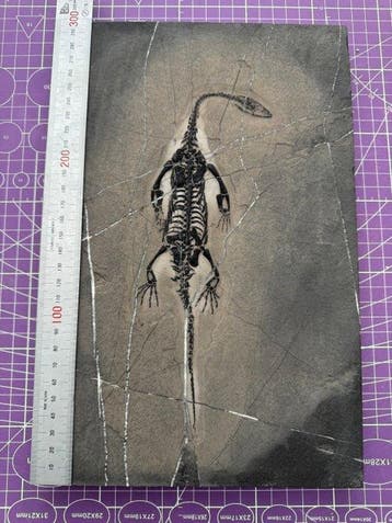 Fossiel reptiel: Keichousaurus – zeldzaam getuigenis uit het