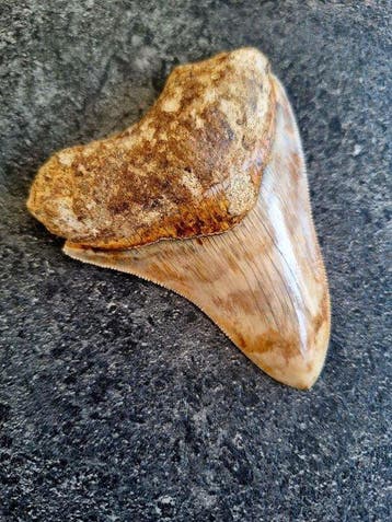 Megalodon - Fossiele tand - 9 cm - 7.2 cm