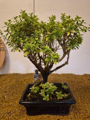 Sneeuwroos bonsai (Serissa foetida) - Hoogte (boom): 22 cm -