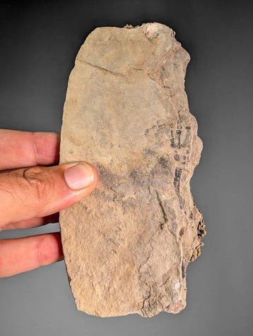Claudiosaurus Fossiele botafdrukken - Fossiele plaatmatrix -