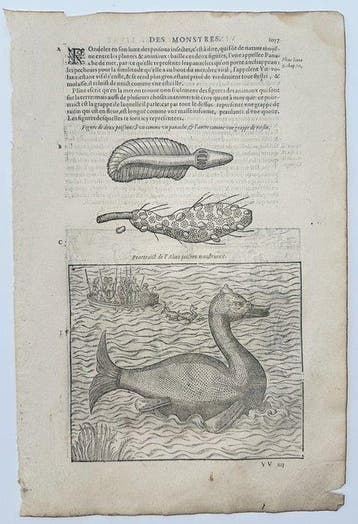 Ambroise Paré (1510–1590) - Sea Monsters and Monstrous Fish, Boeken, Nieuw