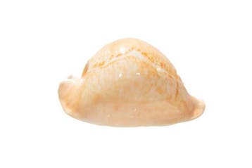 Abrikozen-kaurischelp (Umbilia armeniaca armeniaca) | Top, Verzamelen, Dierenverzamelingen, Nieuw