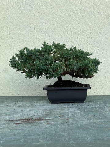 Jeneverbes bonsai (Juniperus) - Hoogte (boom): 18 cm -
