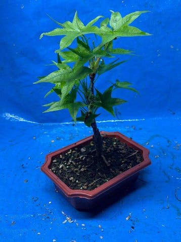 Liguster bonsai (Ligustrum) - Hoogte (boom): 25 cm - Diepte