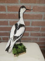 Kluut Taxidermie volledige montage - Recurvirostra avosetta, Nieuw