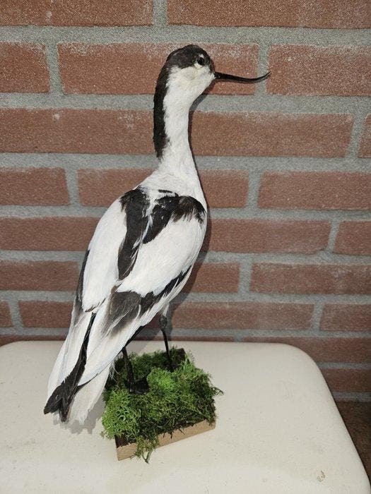 Kluut Taxidermie volledige montage - Recurvirostra avosetta, Collections, Collections Animaux