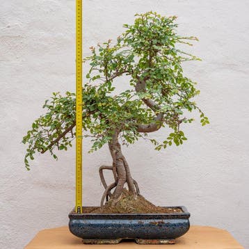 Bonsaï Orme Japonais (Zelkova) - Hauteur (arbre) : 57 cm -