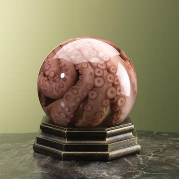 Octopus op Sterk Water Taxidermie Opgezette Dieren By Max, Verzamelen, Dierenverzamelingen, Ophalen of Verzenden, Nieuw, Wild dier
