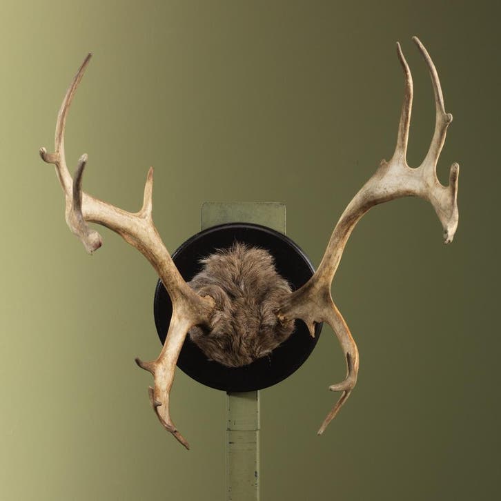 Rendier Gewei Taxidermie Opgezette Dieren By Max, Collections, Collections Animaux, Enlèvement ou Envoi