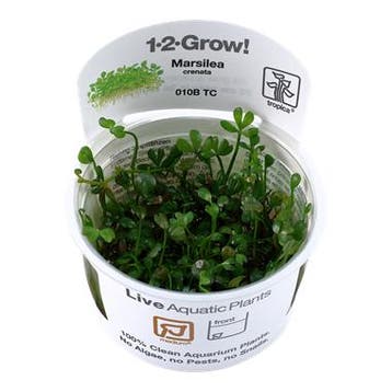 Tropica Marsilea crenata - minuta 1-2-grow! (medium), Verzenden, Nieuw