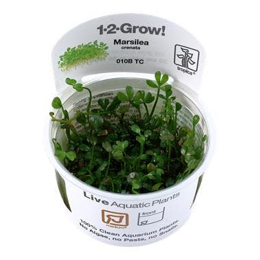Tropica Marsilea crenata - minuta 1-2-grow! (medium), Animaux & Accessoires, Poissons | Aquariums & Accessoires, Envoi