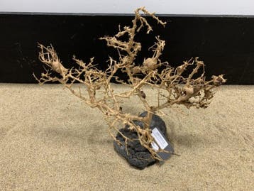 Osaka Bonsai Tree nr 12 - 45x30x30cm - aquascaping boom, Ophalen of Verzenden, Nieuw, Plant(en), Steen of Hout