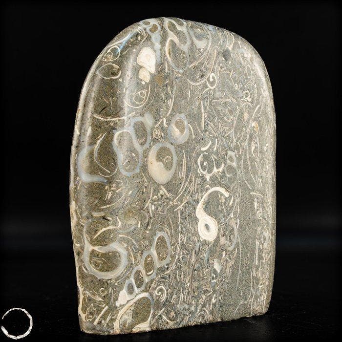 natuurlijke vrije vorm uit Turritella-agaat / fossiele, Verzamelen, Mineralen en Fossielen