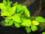 Anubias Barteri var. nana Golden Pot, Dieren en Toebehoren, Vissen | Aquaria en Toebehoren, Verzenden, Nieuw