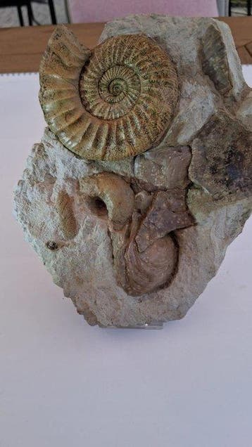 Ammoniet - Fossiele sterfteplaat - 18 cm - 15 cm (Zonder