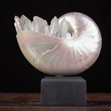 M.A.G. Design - Gekrystalliseerd Nautilus - Natuurlijke, Nieuw