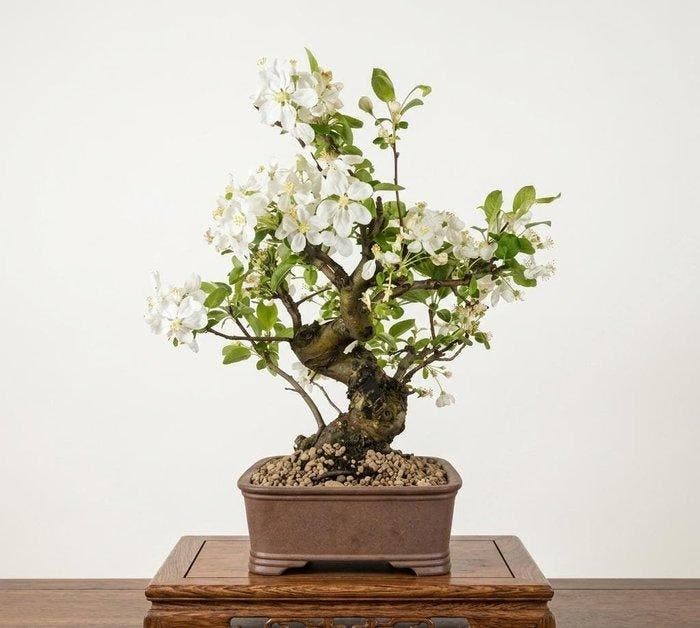 Bonsaï pomme (Malus) - Hauteur (arbre) : 37 cm - Profondeur, Antiquités & Art, Curiosités & Brocante