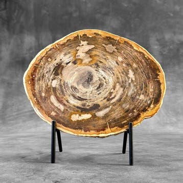 Prachtige plak van zeldzaam rood versteend hout op een op
