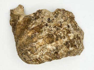 Doopvontschelp - Fossiel fragment - Tridacna gigantea - 10, Verzamelen