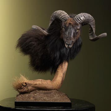 Schaap Taxidermie Opgezette Dieren By Max, Verzamelen, Ophalen of Verzenden, Nieuw, Wild dier, Opgezet dier