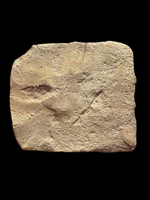 Mesopotamisch Terracotta kleiplaat - 60 mm, Verzamelen, Mineralen en Fossielen