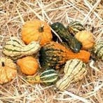 Dandymix kalebas basiseenheid, Nieuw