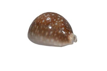 Pacifische koraalslak: Cypraea vitellus (70 mm) –