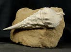 decoratieve gigantische fossiele schelp - Gefossiliseerd