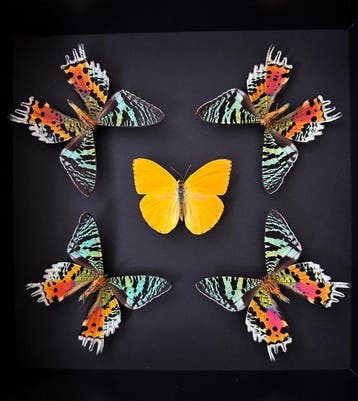 Papillon Support de corps entier pour taxidermie - Phoebis