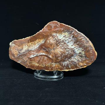 Merveilleuse tranche de bois pétrifié - Bois fossilisé -