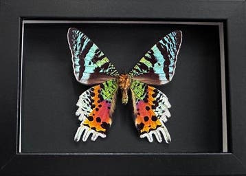 Vlinder Taxidermie volledige montage - Urania Ripheus - 15, Verzamelen, Dierenverzamelingen, Nieuw