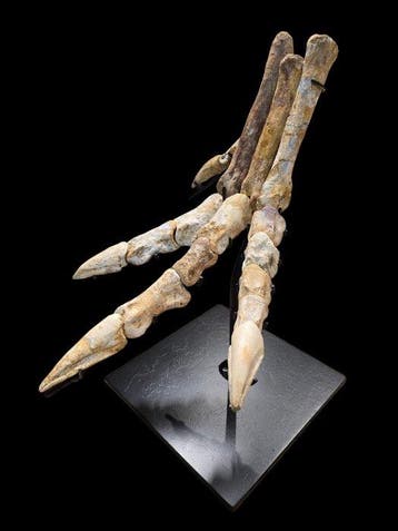 Poot van Spinosaurus - Fossiel skelet - Dinosauro - 39 cm -